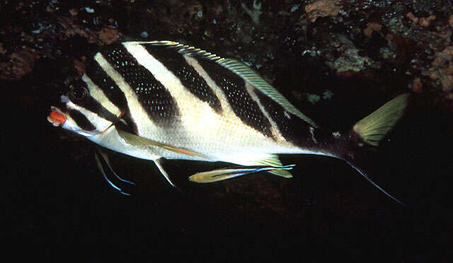 Image of Redlip morwong