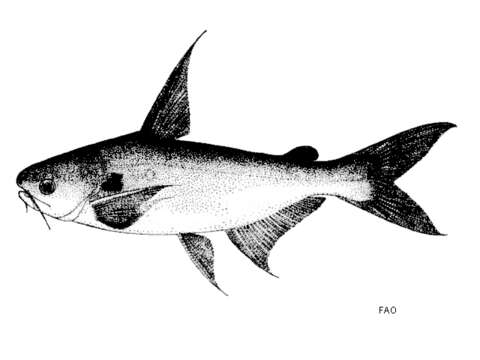 Image of Black-spotted catfish