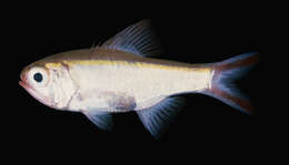 Image of Long roughy
