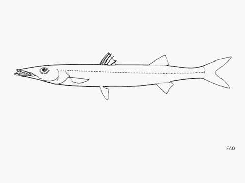 Image of Cortez barracuda