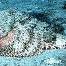 Image of Spotted scorpionfish
