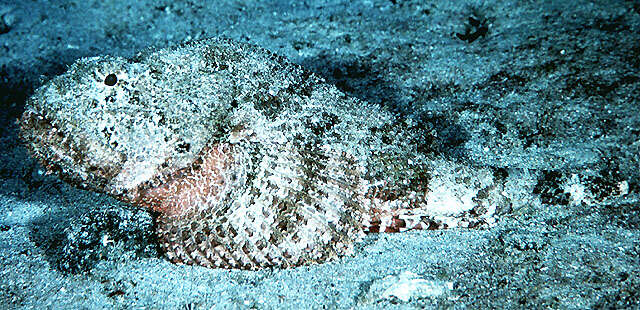 Image of Spotted scorpionfish