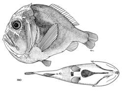 Sivun Anoplogaster brachycera Kotlyar 1986 kuva