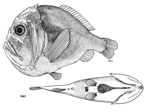 Sivun Anoplogaster brachycera Kotlyar 1986 kuva