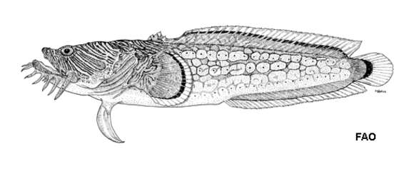 Image of Coral toadfish