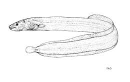 Image of Burmese spineless eel