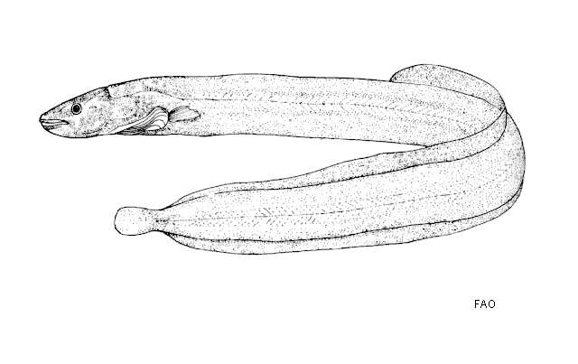 Image of Burmese spineless eel