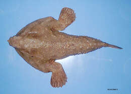 Image of Spotted batfish