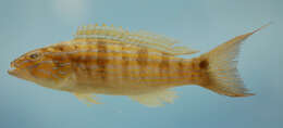 Image of Sand Perch