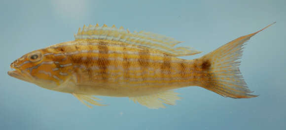 Image of Sand Perch