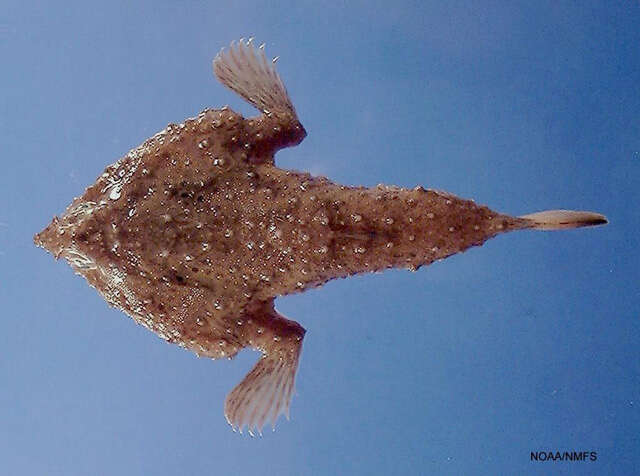 Image of Slantbrown Batfish