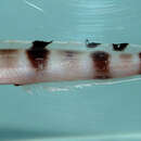 Image of Barred cusk-eel