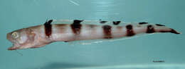 Image of Barred cusk-eel