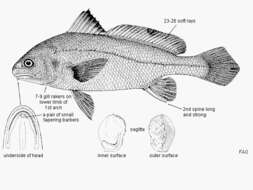 Imagem de Daysciaena albida (Cuvier 1830)