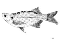 Image of Clupeoides hueensis