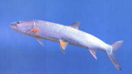 Image of Elopichthys