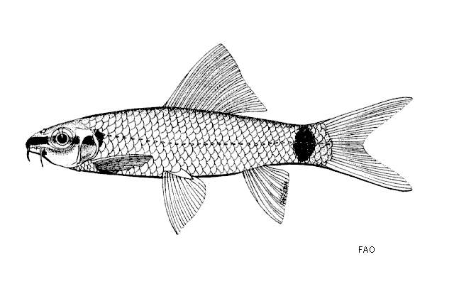 Image of Rainbow shark