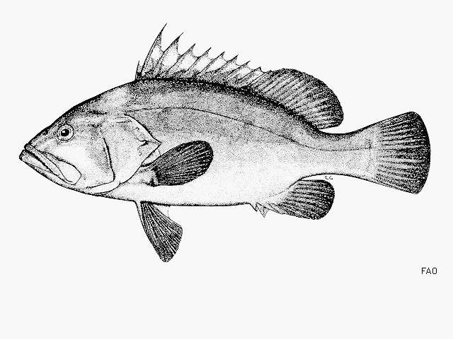 Imagem de Hyporthodus nigritus (Holbrook 1855)
