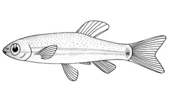 Image of Garnet minnow