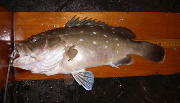 Image of Seabass