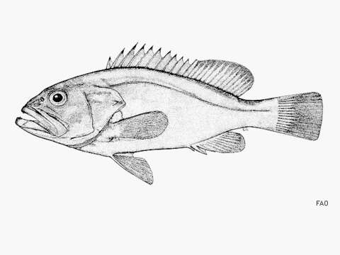 Image of Seabass