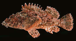 Image of Frilly scorpionfish