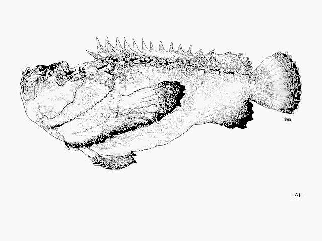 Image of Dwarf scorpionfish