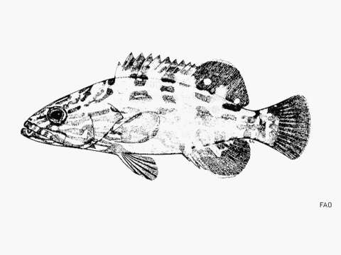 Image of Black Grouper