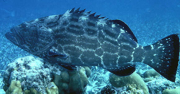 Image of Black Grouper