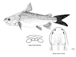 Image of Boofhead catfish