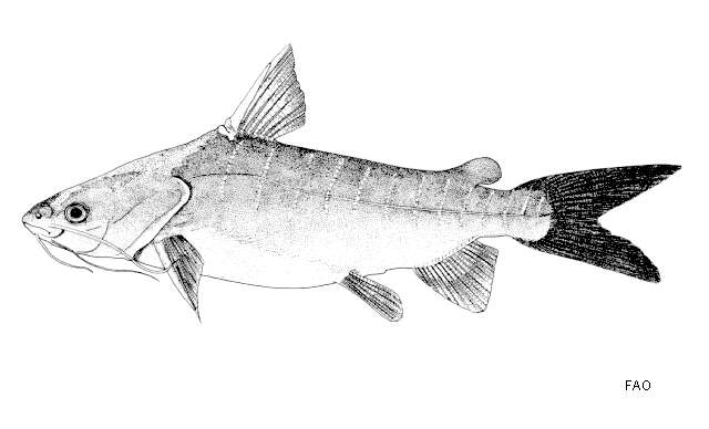 Neoarius leptaspis (Bleeker 1862) resmi