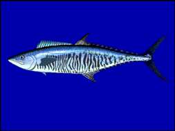 Image of Narrow-barred Spanish Mackerel