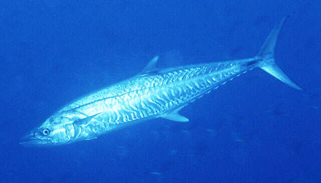 Image of Narrow-barred Spanish Mackerel