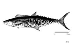 Image of Narrow-barred Spanish Mackerel