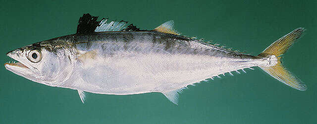 Image of Narrow-barred Spanish Mackerel