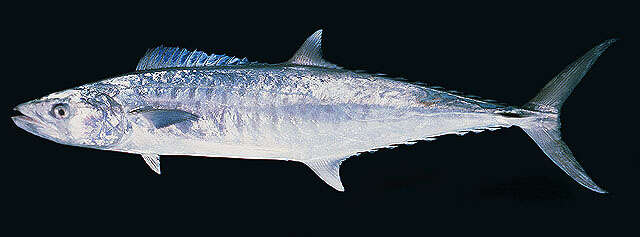 Image of Narrow-barred Spanish Mackerel