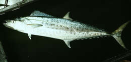 Image of Narrow-barred Spanish Mackerel