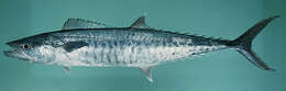 Image of Narrow-barred Spanish Mackerel