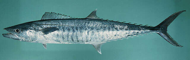 Image of Narrow-barred Spanish Mackerel