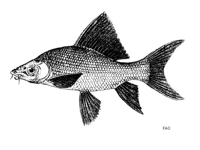 Image of Black Sharkminnow