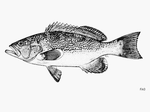 Image of Crossband Rockfish