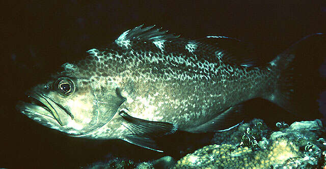 Image of Crossband Rockfish