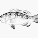 Image of Scamp Grouper