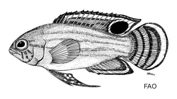 Image of Dusky basslet