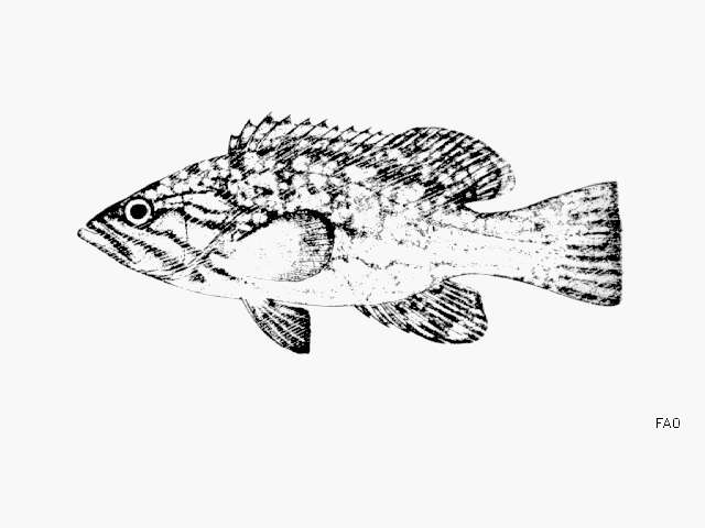 Image of Comb Grouper