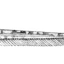 Слика од Platystacus cotylephorus Bloch 1794