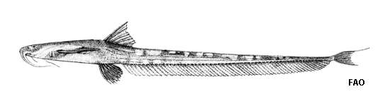 Image of Platystacus