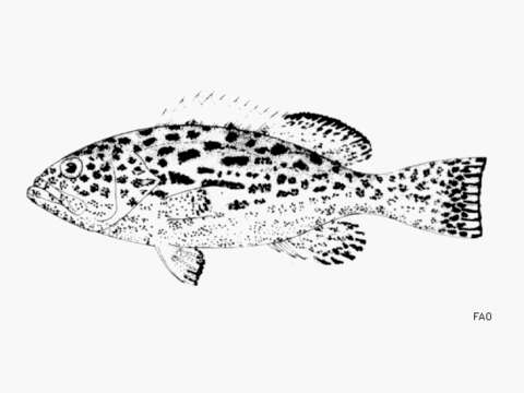 Image of Yellowfin Grouper