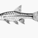 Plancia ëd Rasbora paucisqualis Ahl 1935