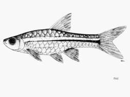 Слика од Rasbora paucisqualis Ahl 1935